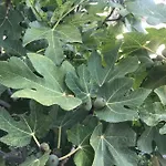 Lejlighed Baia Taormina *