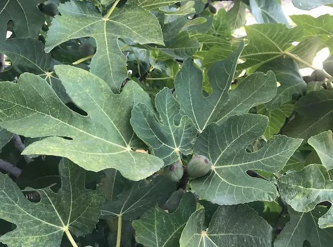 Apartment Baia Taormina *